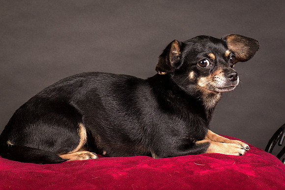 Foster Pansy-9559