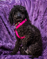 Foster Mindy-2687