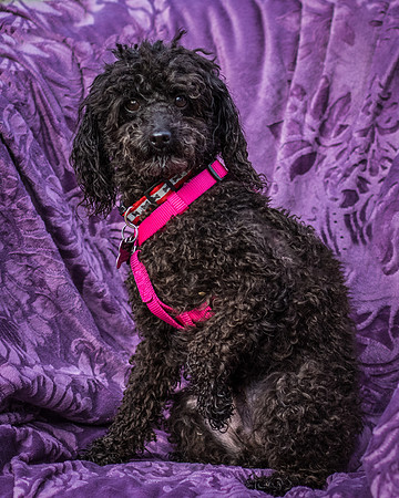 Foster Mindy-2687