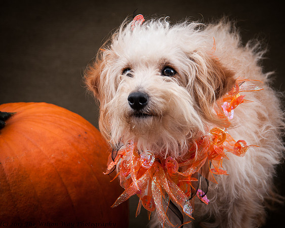Foster Frisco-7294