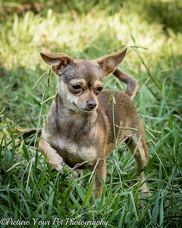 Foster Tango-6501