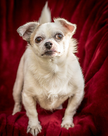 Foster Petey-9402