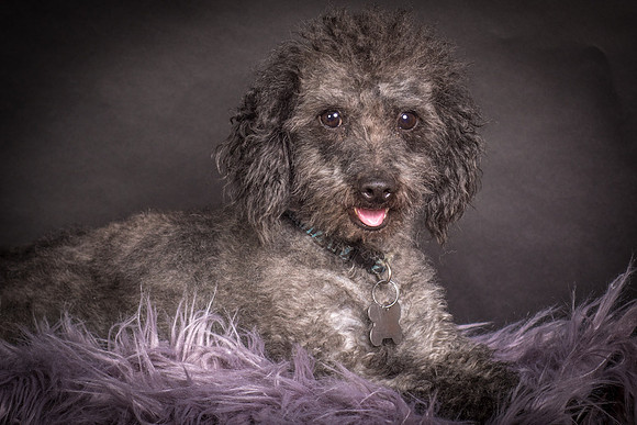 Foster Mokey-1378