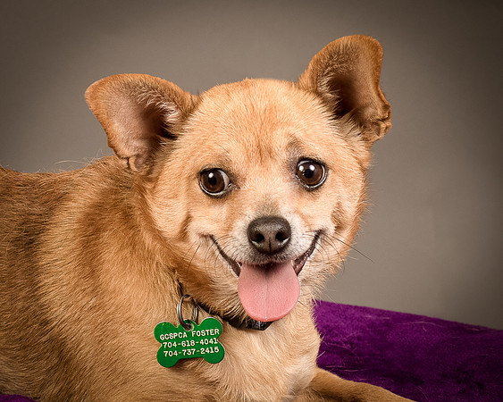 Foster Dobby-8182