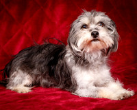 Foster Alex-6173