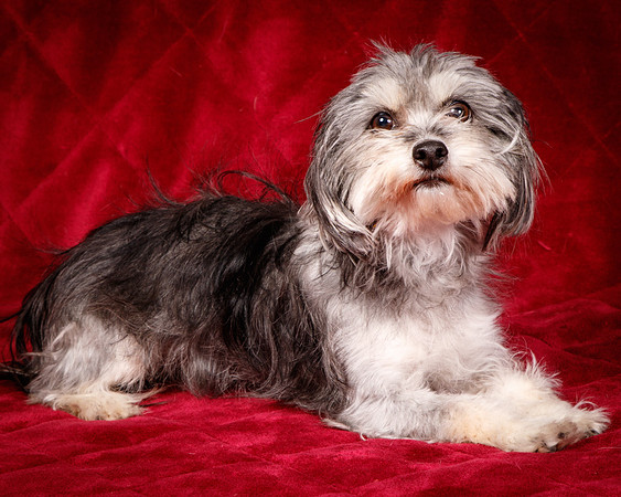 Foster Alex-6173