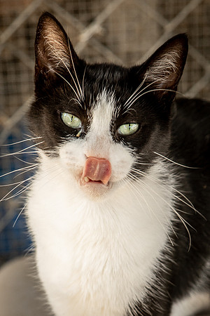 Darlington  Cats-9474