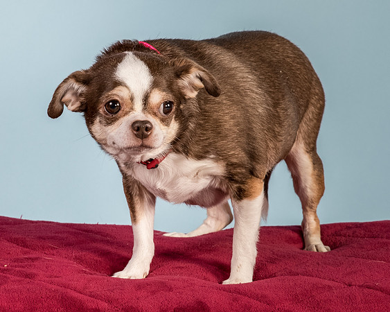 Foster Sophie-5222