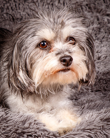 Foster Alex-6225