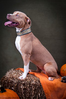 Foster Bayla-6531