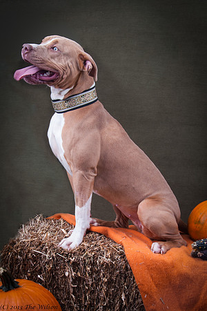 Foster Bayla-6531