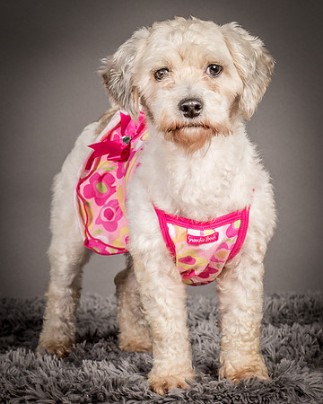 Foster Everly-2268