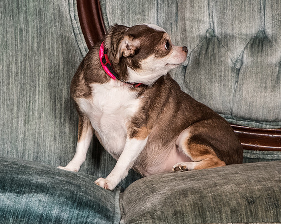 Foster Sophie-5240