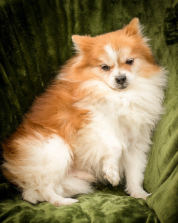 Foster Kermit-9007