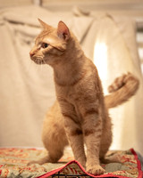 Darlington  Cats-8202