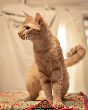 Darlington  Cats-8202