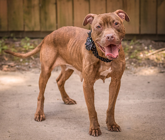 Foster Coco-8324