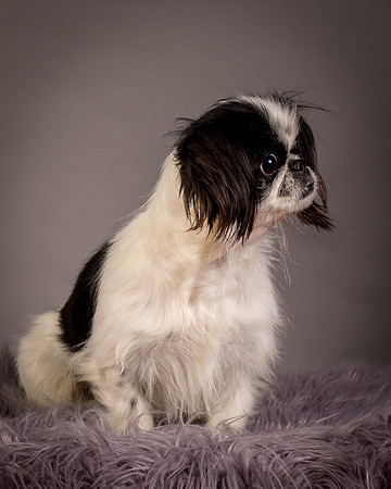 Foster Gypsy Rose-7858