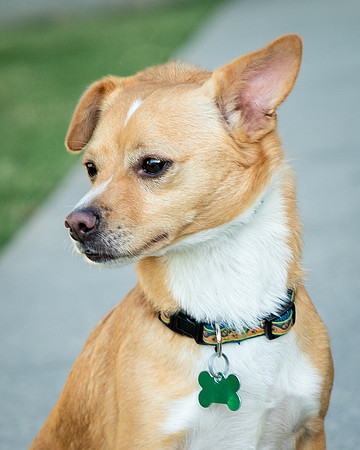 Foster Paddy-9991