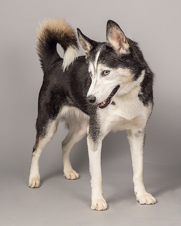 Bella-2483