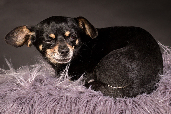 Foster Pansy-9416