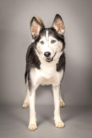 Bella-2445