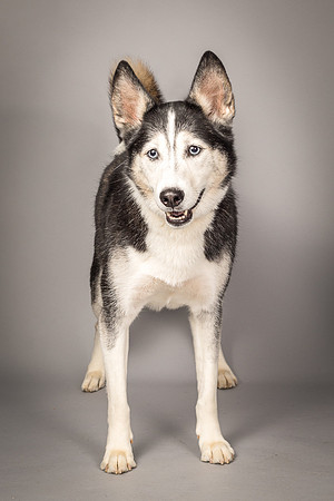 Bella-2445