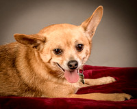 Foster Dobby-8213