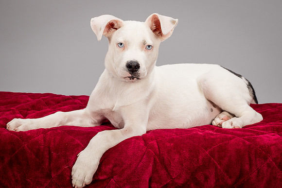 Foster Alvin-4804