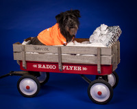 Foster Phoenix-6885