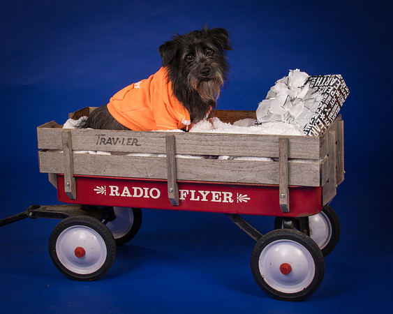 Foster Phoenix-6885