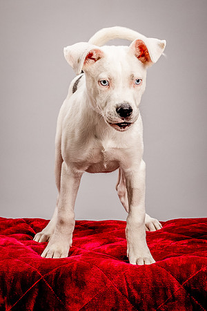 Foster Alvin-4739
