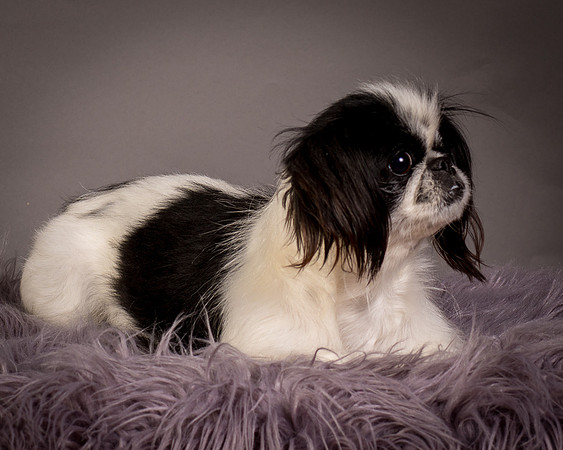 Foster Gypsy Rose-7876