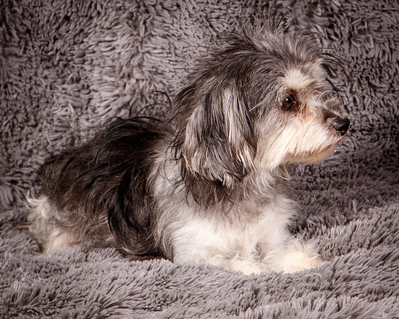 Foster Alex-6211