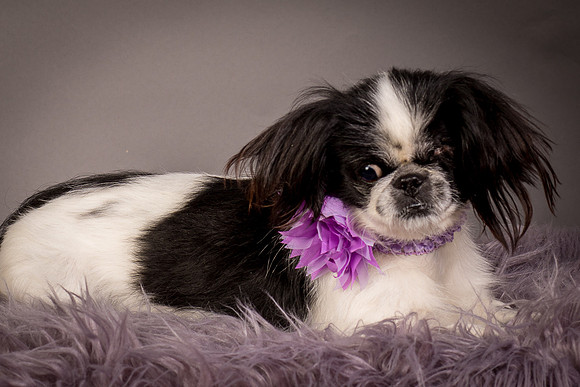Foster Gypsy Rose-7895