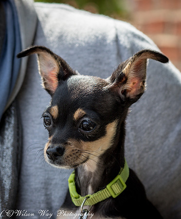 Foster Dandelion-9082