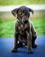 Foster Rigley-0054