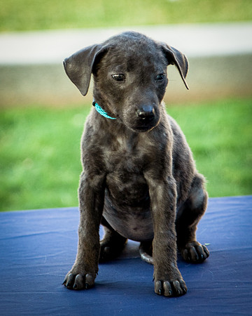 Foster Rigley-0054
