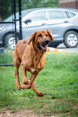 Roscoe-0646