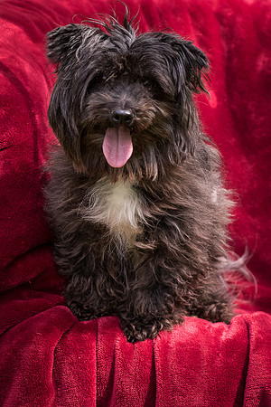 Foster Sammy-8380
