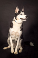 Bella-2417
