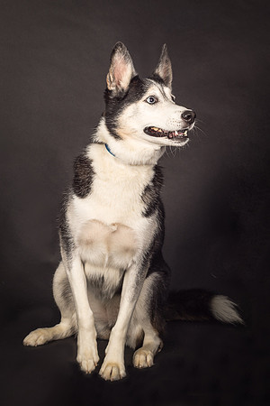 Bella-2417
