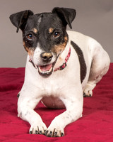 Foster Pollyanna-3814