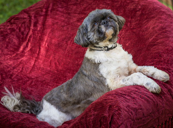 Foster Misha-8441