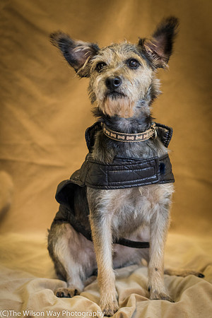 Foster Genghis-0226