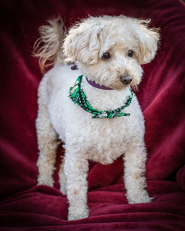 Foster Annalise-0561
