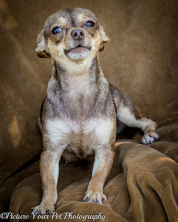 Foster Tango-6457