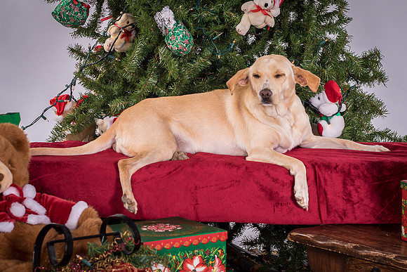 Foster June-3579