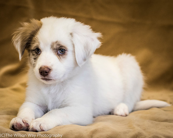 Foster Lisanna-0414