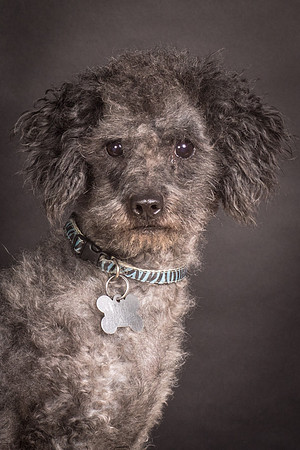 Foster Mokey-1726